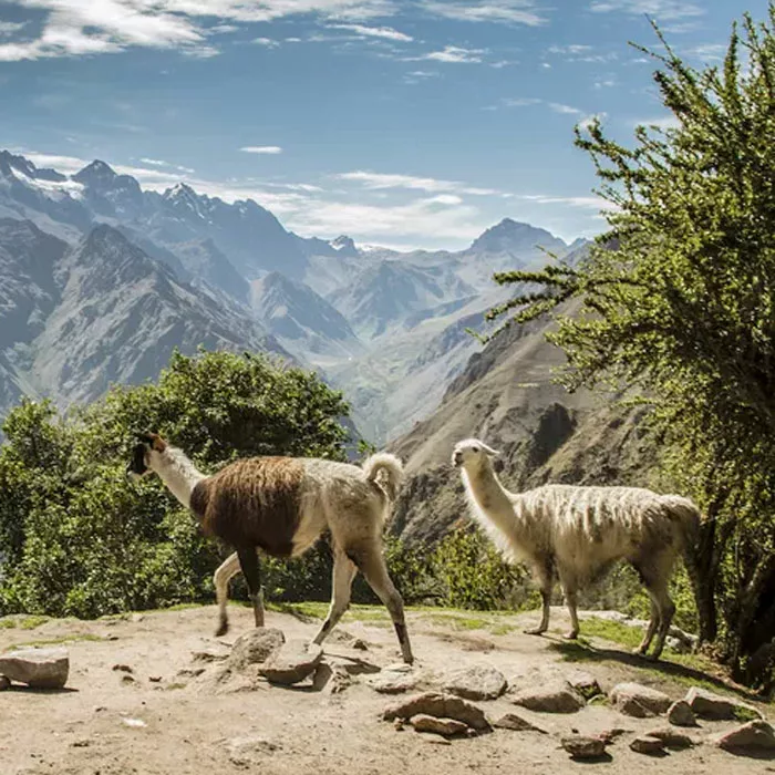Alpacas in Sacred Valley, Peru